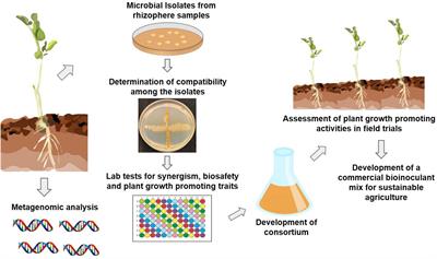 Reviewing and renewing the use of beneficial root and soil bacteria for plant growth and sustainability in nutrient-poor, arid soils